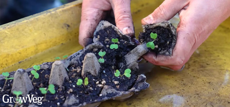 Seedlings in an egg carton