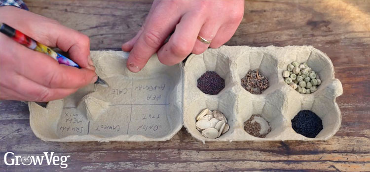 Saved seeds in an egg carton