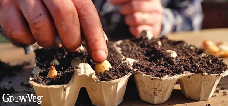 Planting sets in an egg carton