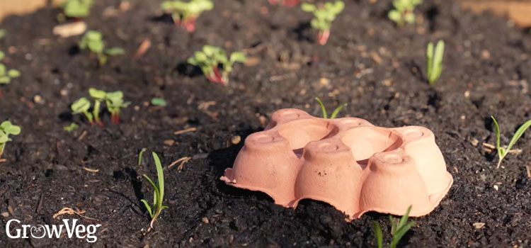 Egg carton slug trap