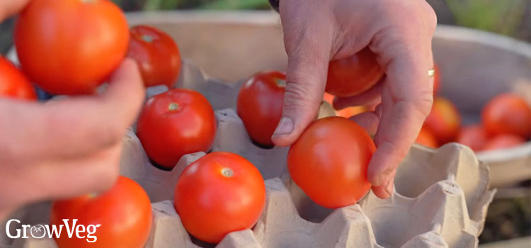 Storing tomatoes in egg cartons