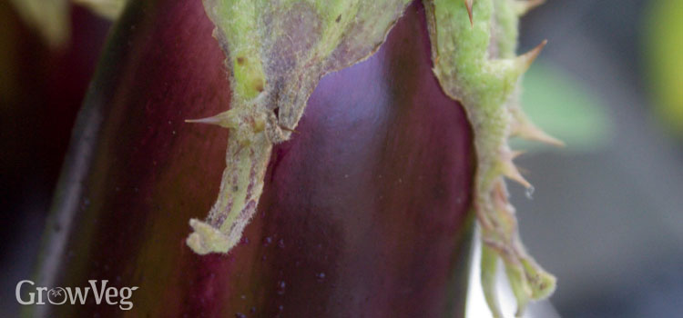 Closeup of an eggplant fruit