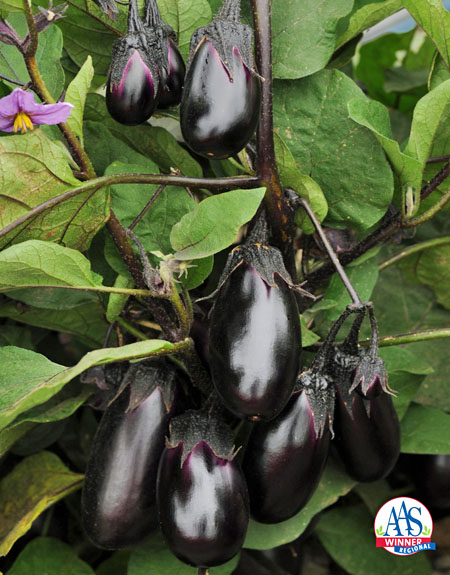 “Eggplant