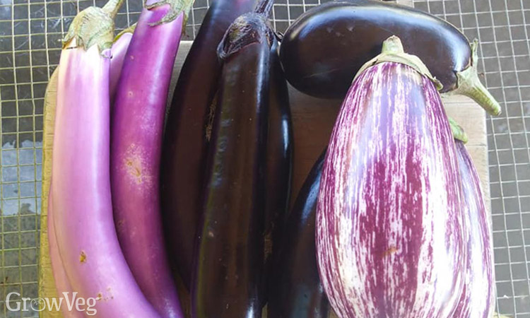 Different shapes and sizes of aubergine