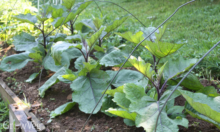Row of young aubergines