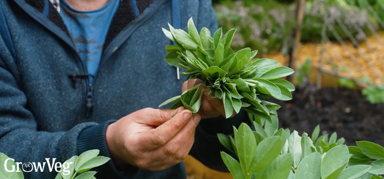 Broad bean tips
