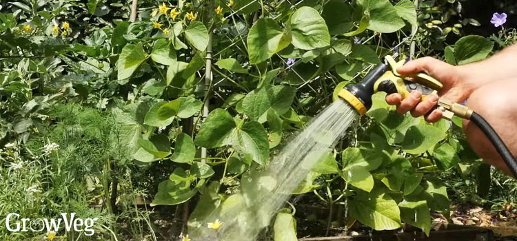 Blasting aphids off with a hose