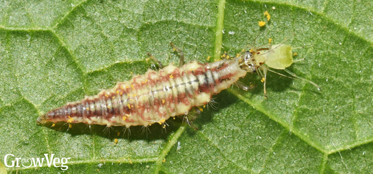 Lacewing larva