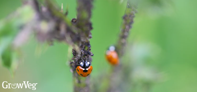 Ladybirds