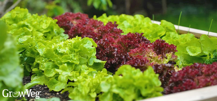 Lettuce