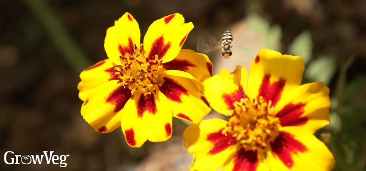 Hoverfly and marigolds