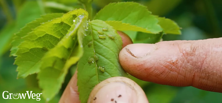 Aphids