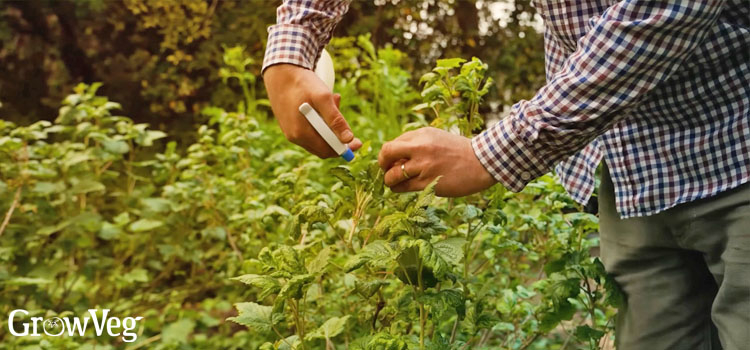 Spraying aphids