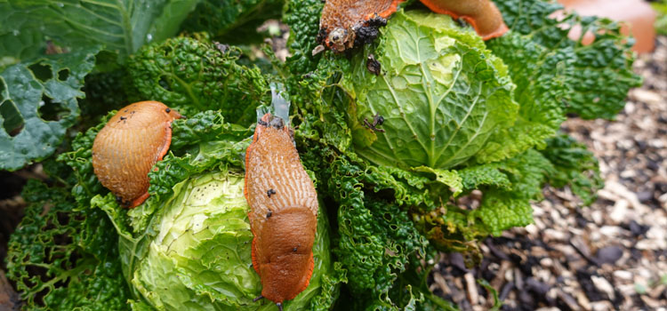 Slugs