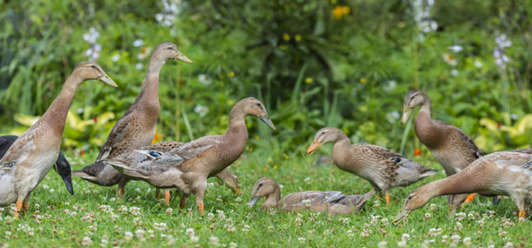 Ducks