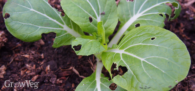 Slug-eaten pak choi