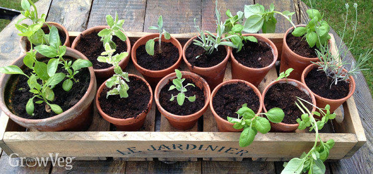 Growing herbs from cuttings