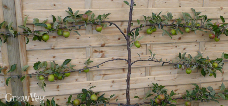 “Espalier-trained