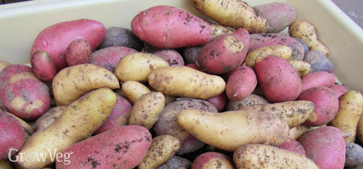 Potatoes for fall planting