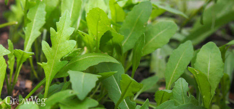 Arugula