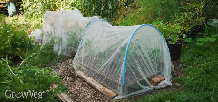 Mini polytunnel