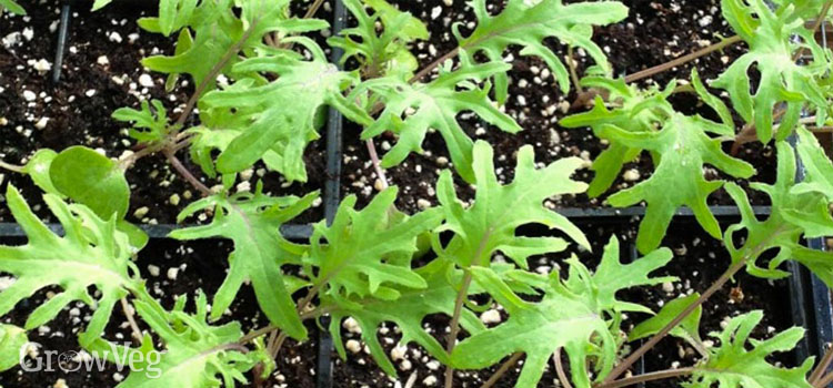 Kale seedlings