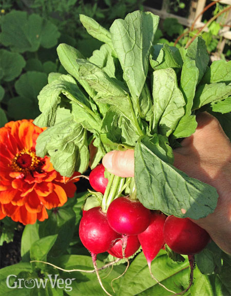 Radishes