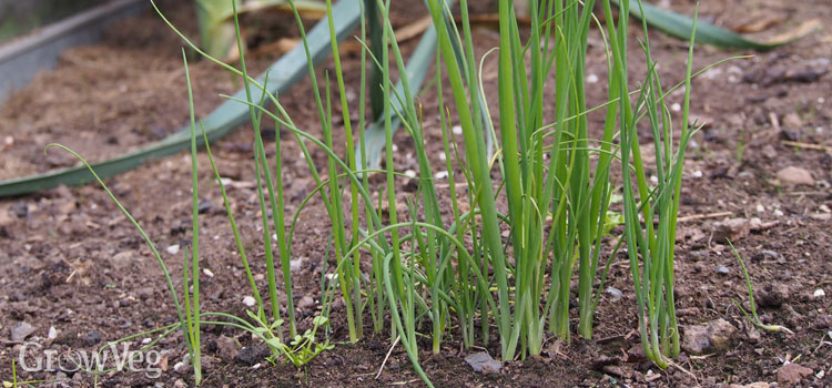 Salad onions