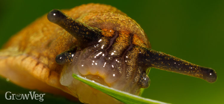 Slug nibbling a leaf