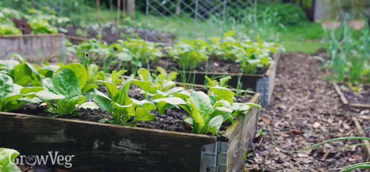 Spinach seedlings