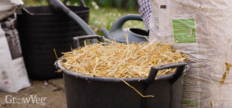 Straw mulch on a container of potatoes