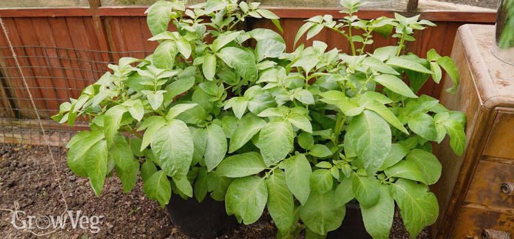 Container potatoes