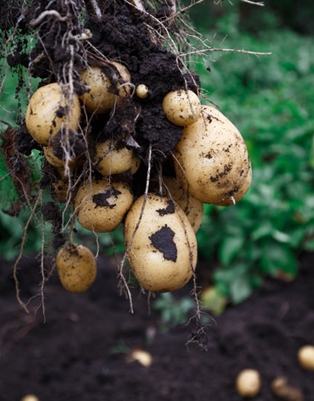 Harvesting potatoes