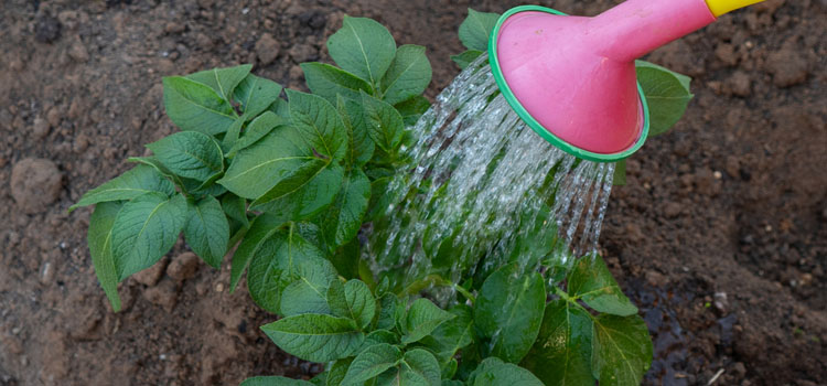 Watering potatoes