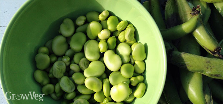 https://gardenplannerwebsites.azureedge.net/blog/fava-beans-s2h-harvest-2x.jpg