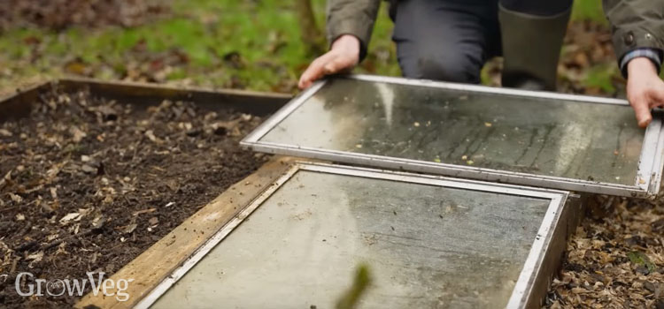 Warming soil with sheets of glass