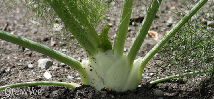 Florence fennel bulb growing in the garden