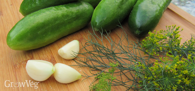 Making fermented dill pickles