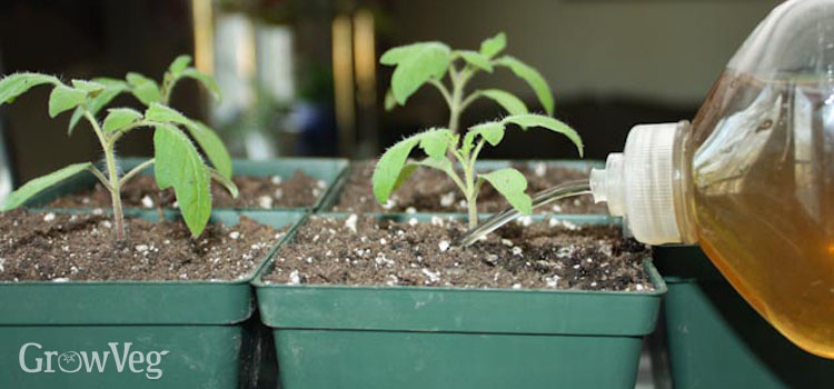 Homemade tomato fertiliser