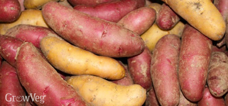Fingerling potatoes