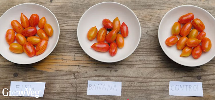 Tomatoes