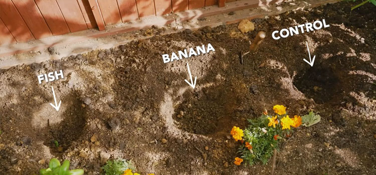 Planting holes with fish in one, bananas in the second, and nothing in the third
