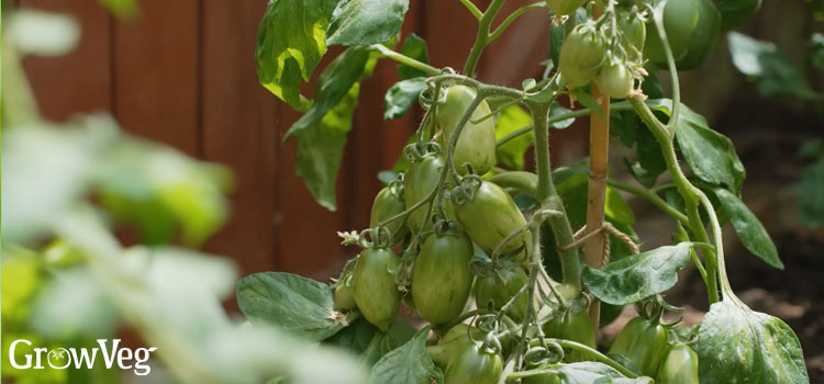 Ripening tomatoes