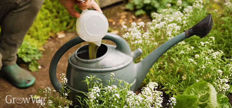 Diluting fish fertiliser