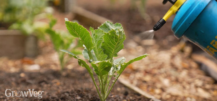 Fish fertiliser foliar feed