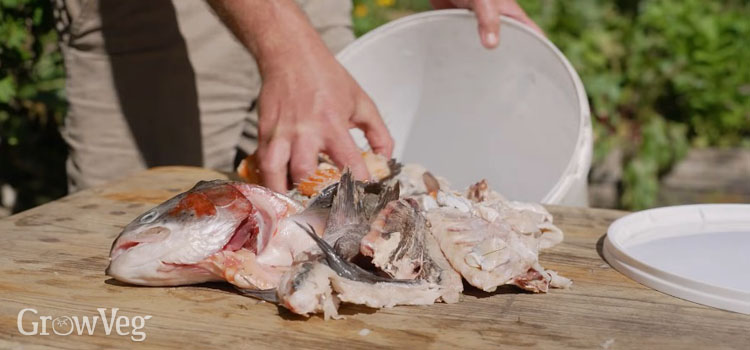 Fish scraps