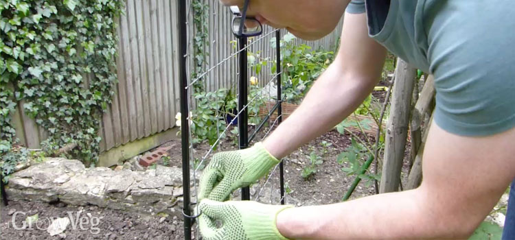 Attaching wire mesh to an arch to make it suitable for training squashes up