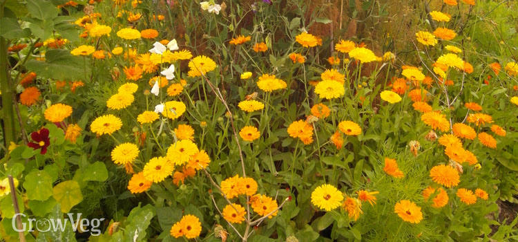 Companion planting flowers to draw beneficial insects in to the vegetable garden.