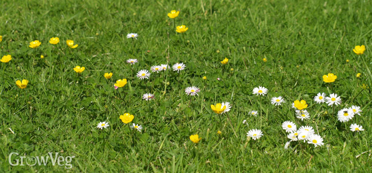 Daisies and buttercups growing in a lawn