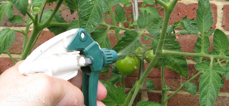 Spraying nutrients directly onto tomato leaves